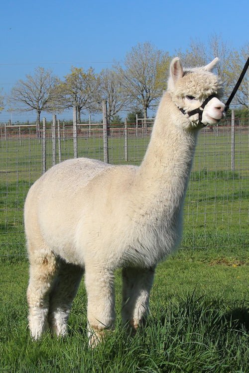 Encore of Hummingherd - Alpacas at Marquam Hill Ranch LLC
