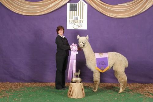 Ezekial's Challenger of Marquam Hill - Alpacas at Marquam Hill Ranch LLC
