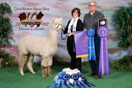 Ezekial's Challenger of Marquam Hill - Alpacas at Marquam Hill Ranch LLC