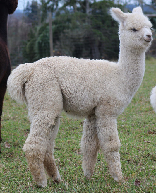 Marquam Hill’s Sedona - Alpacas at Marquam Hill Ranch LLC