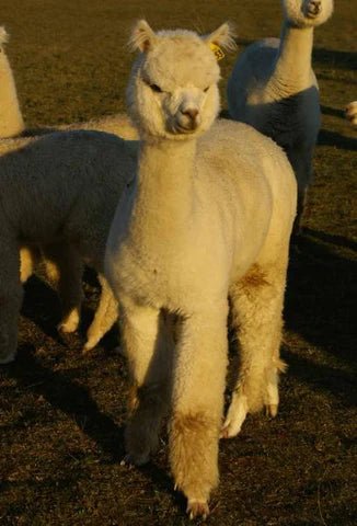 Snowmass Matrix Royale 2 - Alpacas at Marquam Hill Ranch LLC