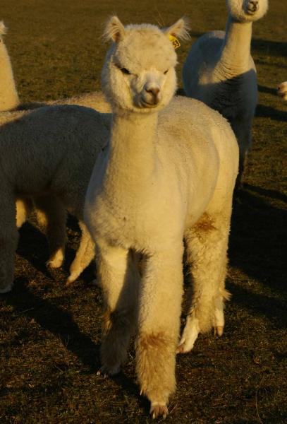 Snowmass Matrix Royale - Alpacas at Marquam Hill Ranch LLC