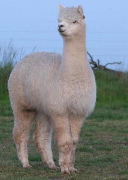 Peruvian Hum - Alpacas at Marquam Hill Ranch LLC