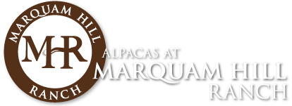 Alpacas at Marquam Hill Ranch LLC